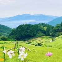 壺神山麓に広がる “天空の隠れ里” の絶景棚田