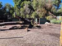 Must-visit places in Caversham Wildlife Park