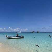 Michaelmas cay(ミコマスケイ)