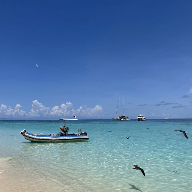 Michaelmas cay(ミコマスケイ)