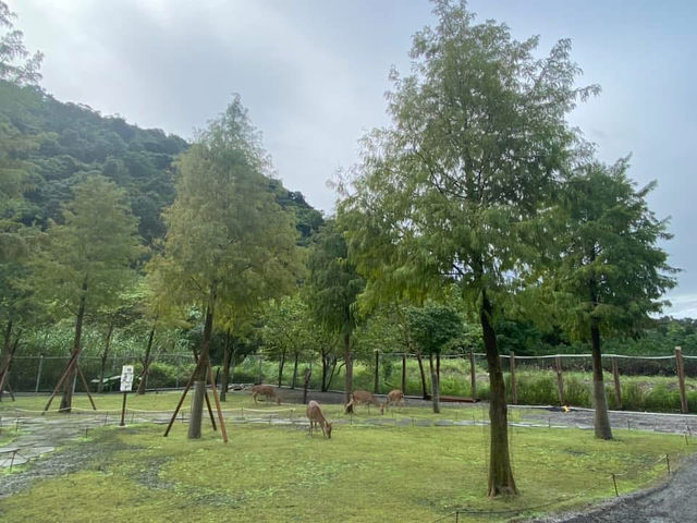 宜蘭親子旅遊景點 斑比山丘 小型動物園體驗