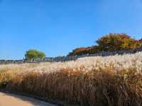 은빛 억새 가득, 수원 화서공원 가을 산책 🌾