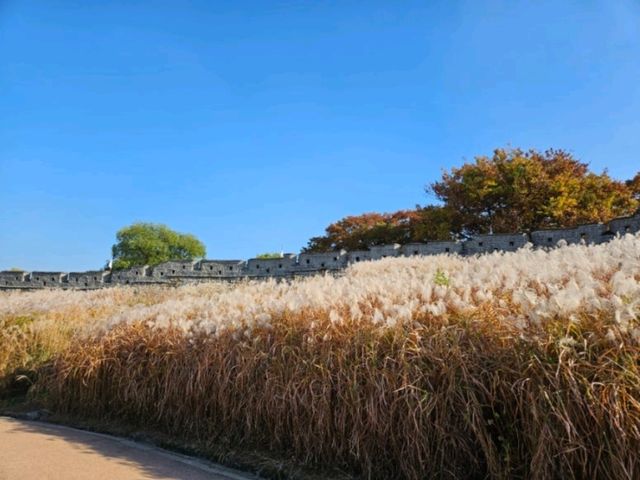 은빛 억새 가득, 수원 화서공원 가을 산책 🌾