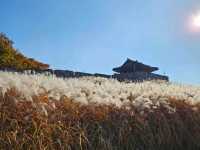 은빛 억새 가득, 수원 화서공원 가을 산책 🌾