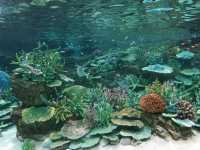 Nagoya Aquariumพิพิธภัณฑ์สัตว์น้ำสุดอลังของนาโกย่า