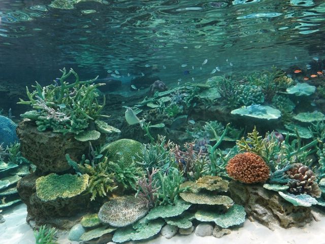 Nagoya Aquariumพิพิธภัณฑ์สัตว์น้ำสุดอลังของนาโกย่า