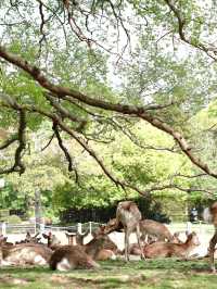 เลี้ยงกวางที่ 🦌 สวนสาธารณะนารา