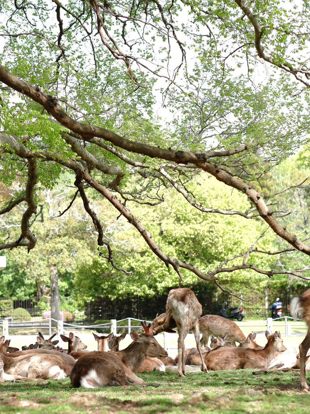 เลี้ยงกวางที่ 🦌 สวนสาธารณะนารา