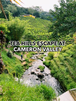 티힐스 이스케이프🍃