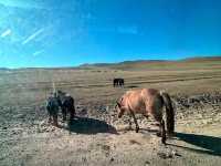 Hustai National Park - Fantastic animal viewing.