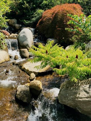 Spring Awakening: A Family Adventure at the DeVos Japanese Garden