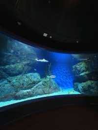 SEA LIFE  ย้อนวัยเด็กที่อควาเรียมกลางกรุง 🐠🪼🪸