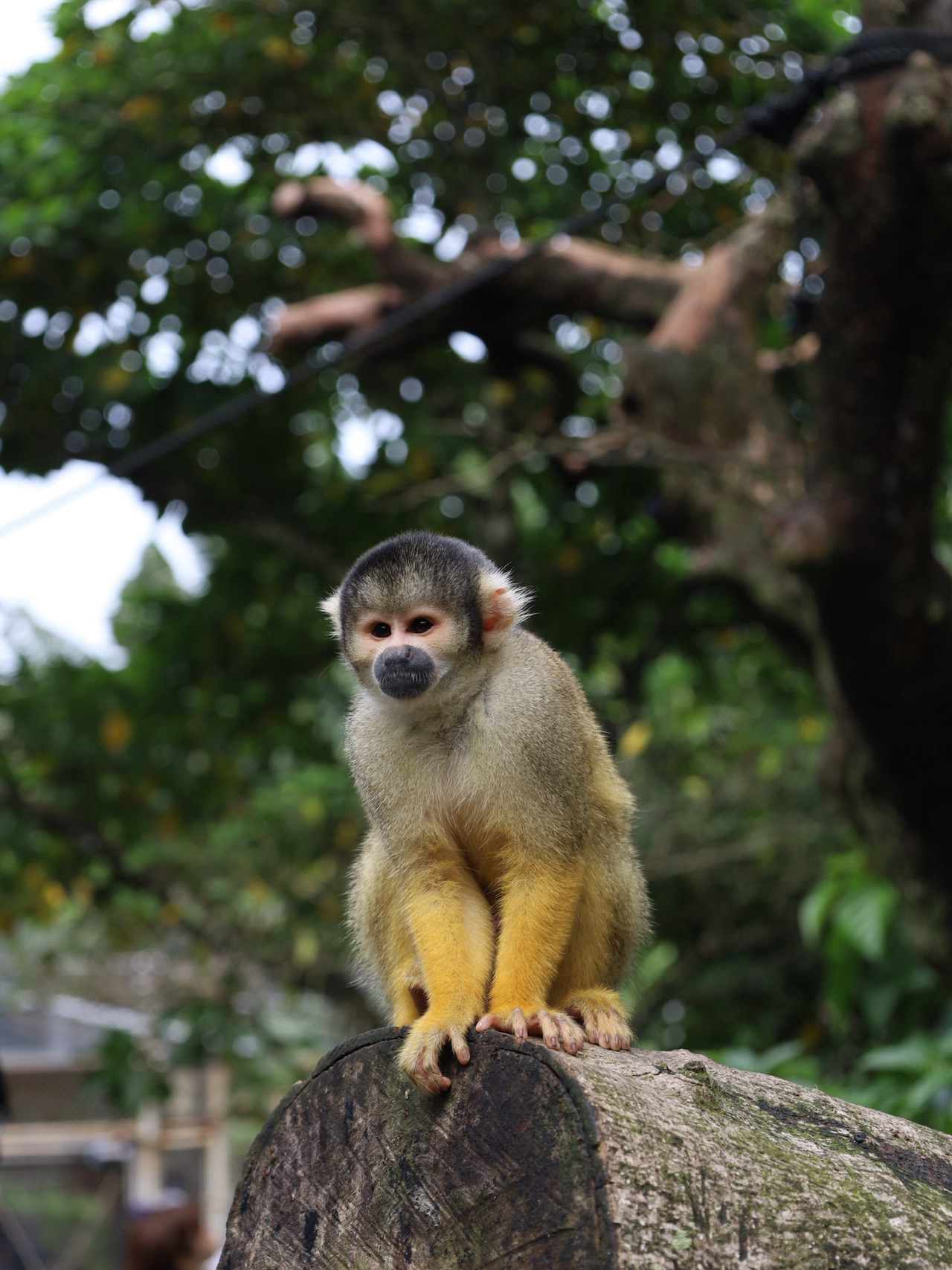 Experience the culture and nature of Ishigaki Island at Yaima Village