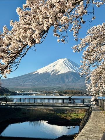 富士山の麓で桜が咲き誇る瞬間、富士宮の春。 | Trip.com 富士宮
