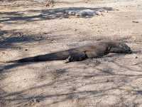 An Adventurous scape 2 Komodo National Park!