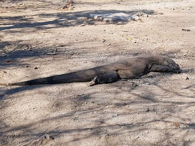 An Adventurous scape 2 Komodo National Park!
