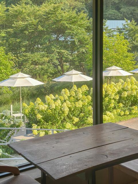 실시간 유럽 수국 가득 핀 담양 카페🍃💚 