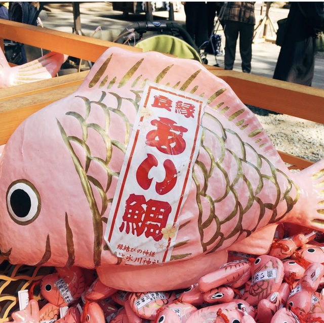 【埼玉県🇯🇵川越氷川神社】縁結びの神様⛩️可愛い鯛みくじで映えスポット