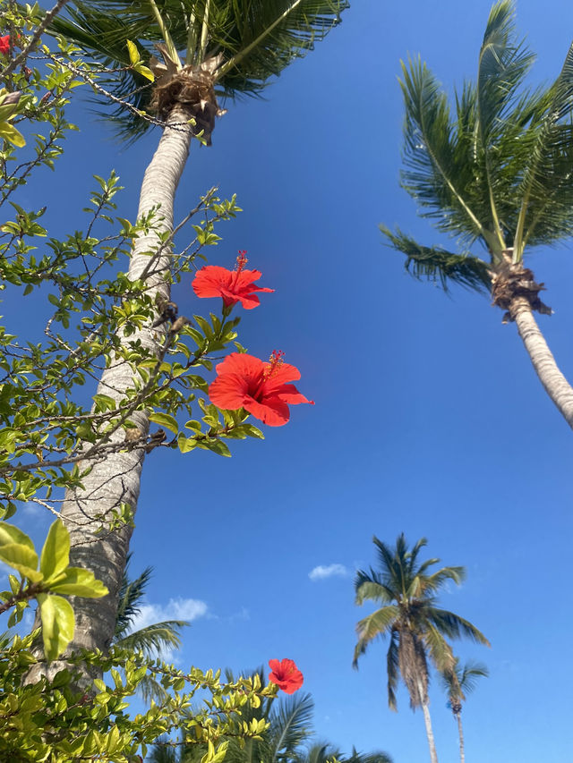 【ドミニカ】首都発着バスツアーでサオナ島へ🌺