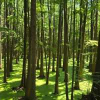 Must visit Macha Lake in Hangzhou