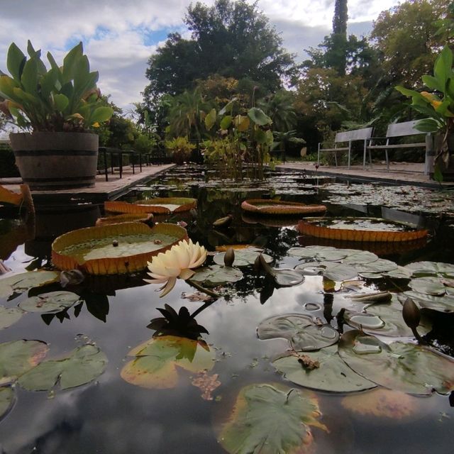 Botanical Garden Stroll 