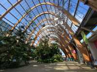  A Stroll Through Sheffield's Winter Garden⛲️