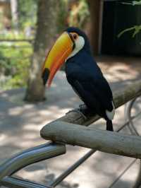 Birds park in Brazil