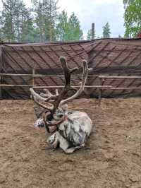 Reindeer feeding 🦌🐾🦌