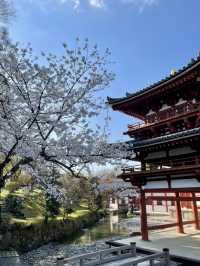 【京都:宇治】桜と抹茶の香りに包まれる春、宇治で特別なひとときを🍵🌸