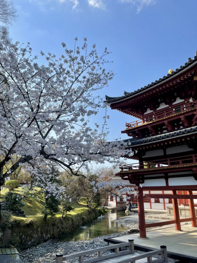 【京都:宇治】桜と抹茶の香りに包まれる春、宇治で特別なひとときを🍵🌸