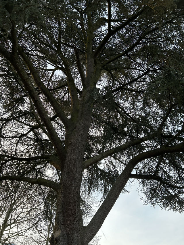 Lady Herbert’s Garden: A Hidden Oasis in Coventry