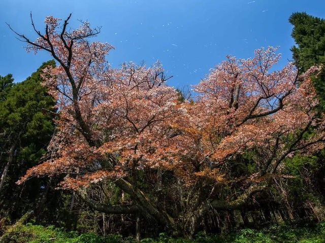 Such a beautiful spring jungle 