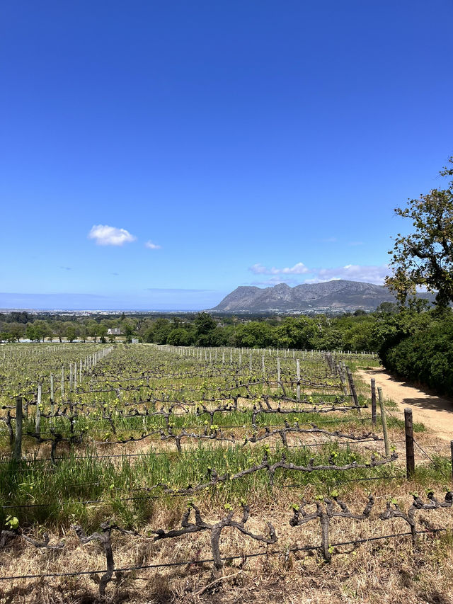 Groot Constantia Wine Route 🍷
