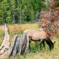 🥾 Top Hikes in Yellowstone National Park 🌲🦌