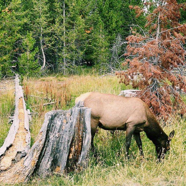 🥾 Top Hikes in Yellowstone National Park 🌲🦌