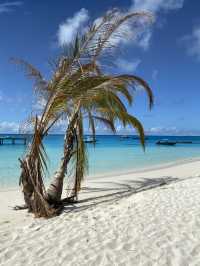 Maldives: The Ultimate Paradise for Diving Wrecks and Coral Reefs