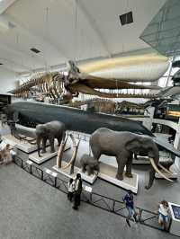 The National History Museum - London 