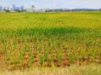 🌾 Urban Fields of Dejunzhou: Nature Thrives in the City