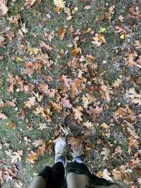 Autumn Walk in Bakkeveen – 10 km Nature Adventure🍄🍄‍🟫🍂✨