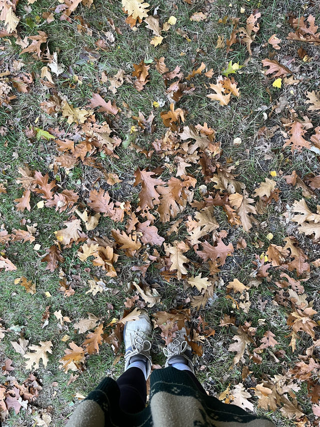 Autumn Walk in Bakkeveen – 10 km Nature Adventure🍄🍄‍🟫🍂✨