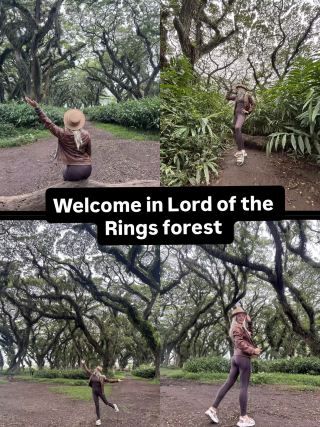 Hutan Javatan: Negeri Ajaib Peri di Bumi