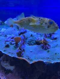 Step Into Wonder — Naturkundemuseum Karlsruhe, Deutschland 🇩🇪  