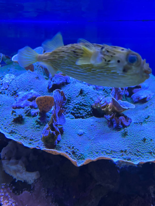 Step Into Wonder — Naturkundemuseum Karlsruhe, Deutschland 🇩🇪  