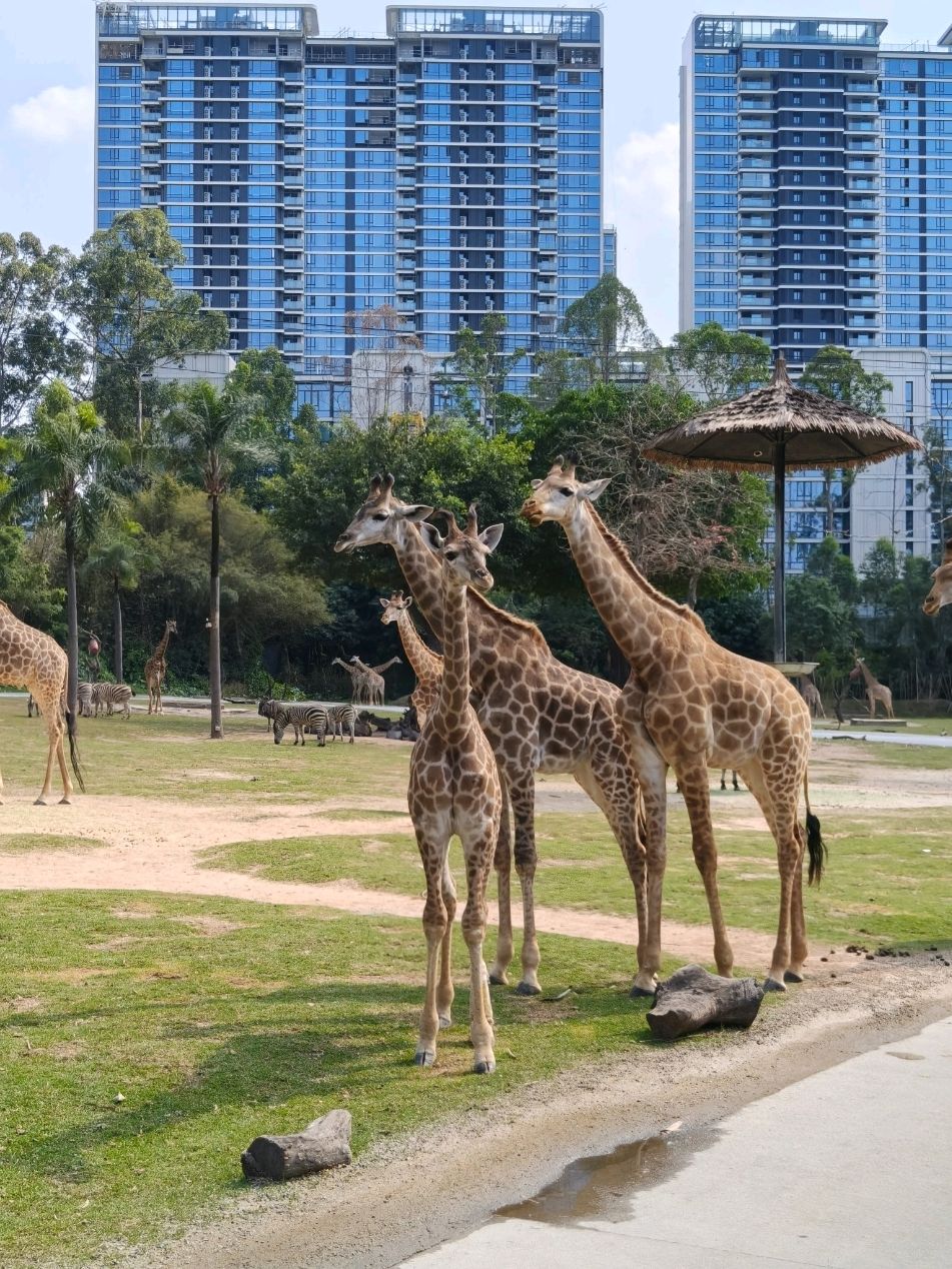 Hey guys! 👋 Today I'm sharing my thoughts on my husband's and my trip to China—yep, the one that happened in March 2026! ✈️ We chose Guangzhou, and it was a great decision—the city blew us away with its vibe and opportunities for awesome adventures.

The main adventure waiting for us was at Chimelong—one of the most modern safari parks in the world! 🦛🦒🐘 Just imagine: over 20,000 animals! Hippos, giraffes, elephants, pandas, koalas, flamingos—it feels like all the superstars of the animal kingdom are gathered here. 😍

So, here are my life hacks for the perfect visit to Chimelong 👇

1️⃣ Tickets — only through Trip.com!
For foreign guests, the app prices are way nicer than at the ticket window. But keep in mind: you'll still need to go to the ticket counter to exchange your e-ticket for a physical one (don't forget your passport!).

2️⃣ Getting there? Taxi is the way to go! 🚖
Guangzhou is a huge city, and the distances are no joke. So your best bet is to call a taxi via Didi. It's budget-friendly and comfortable—tried and tested!

3️⃣ Arrive right at opening time — here's why: ⏰

it's not too hot outside yet — no exhausting heat;

the animals are super active — better chances of seeing them in action;

fewer crowds (though there will still be plenty of local tourists 😅).

A quick heads-up about the local tourists: they are pretty unrestrained—they might accidentally bump into you, nudge you with a stroller, or loudly discuss something right next to you. Just embrace it as part of the cultural experience, and you'll be perfectly fine! 😉

4️⃣ What are the absolute must-dos?

The cable car — the views are just wow! 📸

Safari on wheels — an absolute must-visit, no questions asked!

The pelican show on the bridge near the entrance — it's something else! The pelicans fly literally at arm's length—it's breathtaking! 🦩

Don't let the lines scare you: they move fast. Chinese people are very organized, so you won't be waiting long. 👌

5️⃣ Grabbing a bite inside 🍽️
There are cafes in the park—prices are a bit higher than in the city, but still totally reasonable. A great option to recharge and keep exploring the park!

Oh, and free up some space on your phone: you're going to take a TON of photos! 📸✨ Every corner of Chimelong is a perfect shot for your social media feed. I guarantee you won't be able to stop!

I hope my tips will help make your visit to Chimelong as smooth and memorable as possible! ❤️