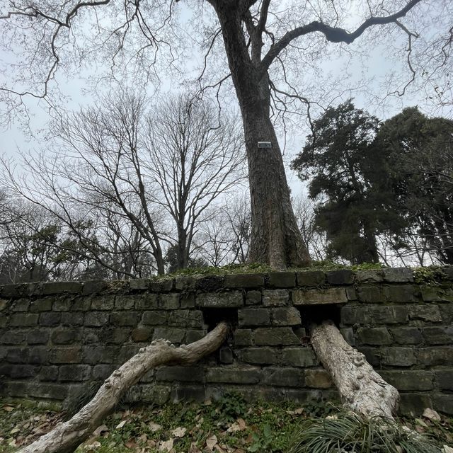 600年の眠りから蘇って来そうな石像にドッキリ、明孝陵