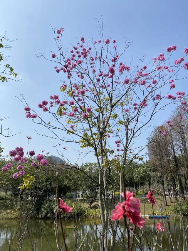 深圳深度遊 四海公園 可以放歌嘅凳