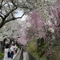 京都終極賞櫻攻略🌸 蹴上鐵道&哲學之路