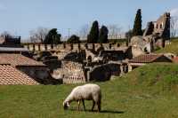 Sheep have become an important force in protecting the ancient ruins of Pompeii.