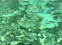 Meet the Jelly Sea
