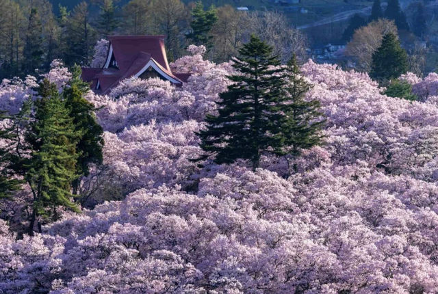 Recommend two Japanese cherry blossom viewing spots.